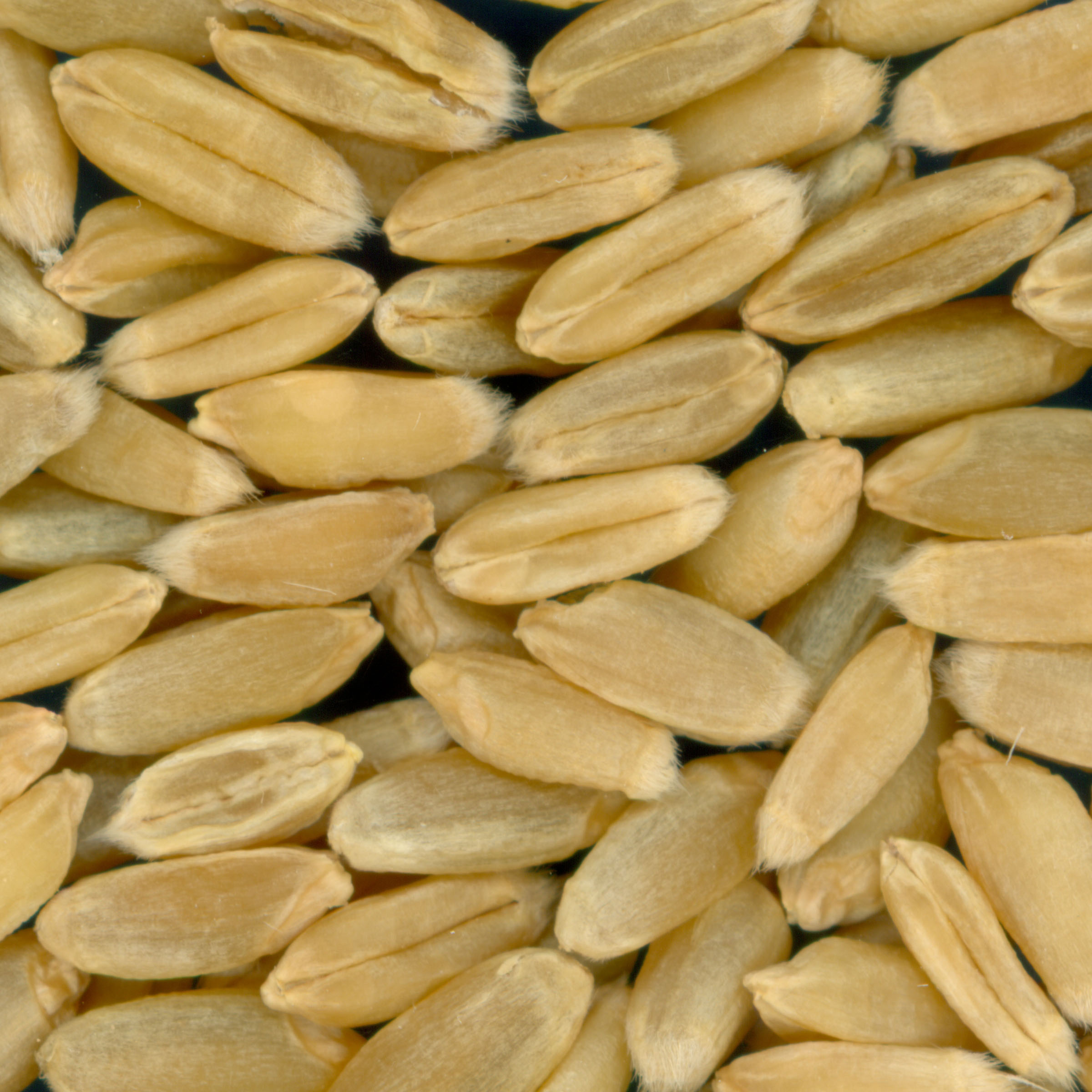 Click for 1 image(s) for this accession. KERNELS